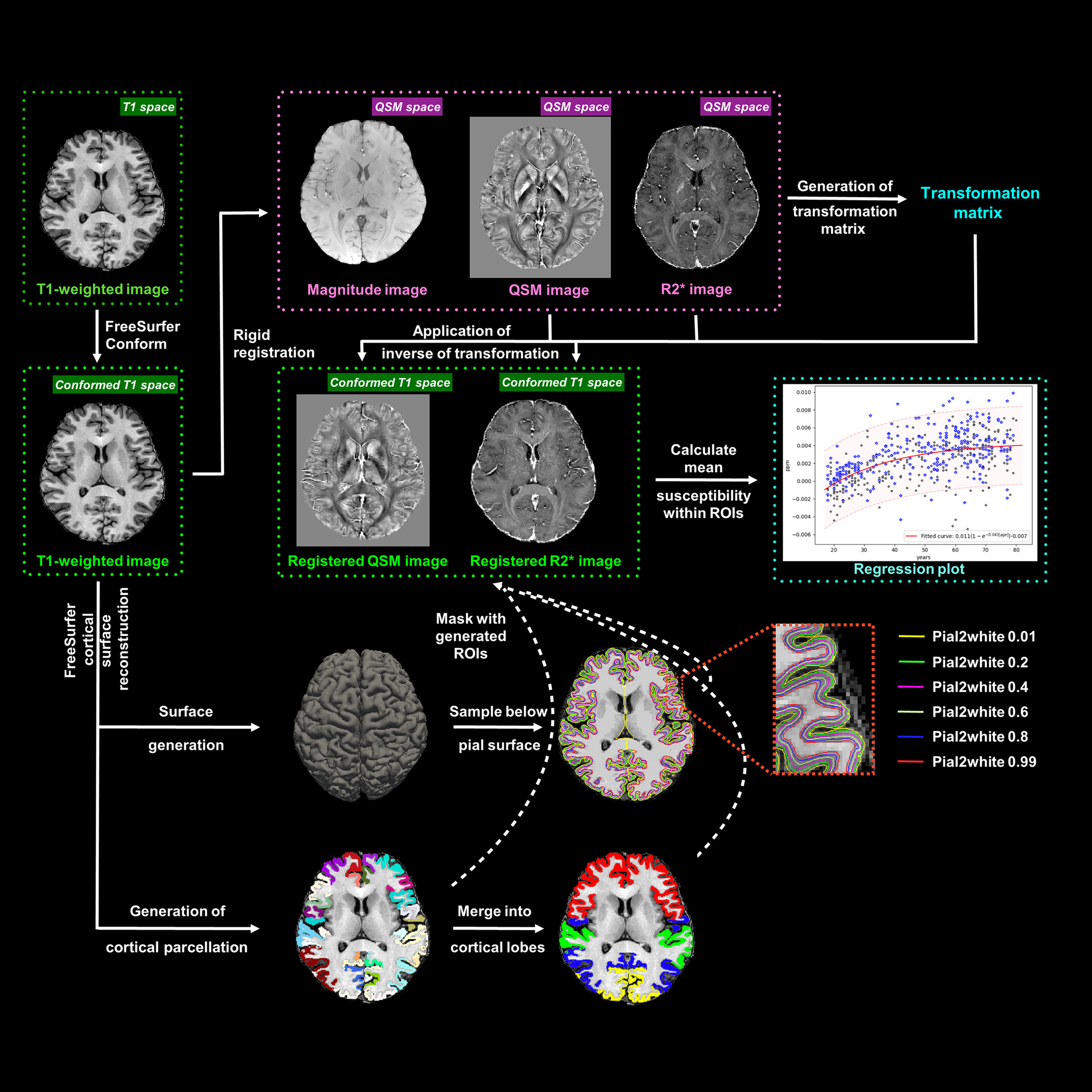 Imaging Developmental Trajectories of Laminar Magnetic Susceptibility Throughout Adulthood in Human Brain Cortex
